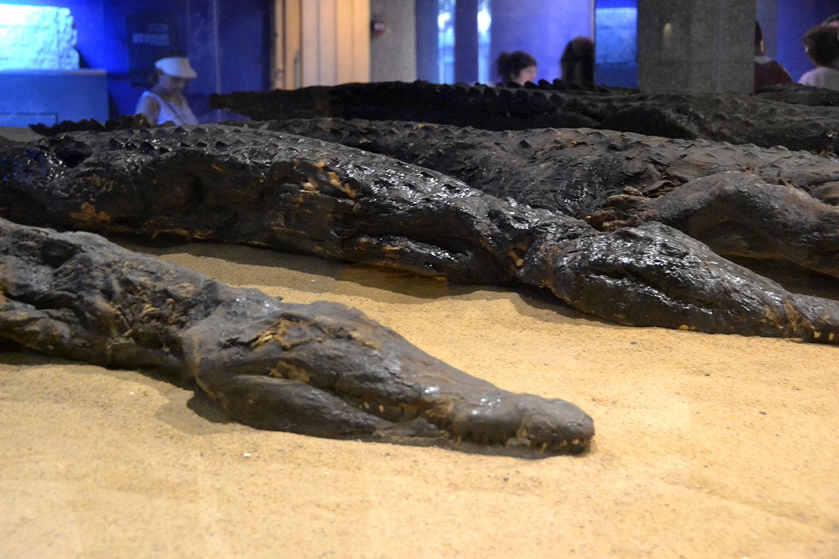 The Crocodile Museum
